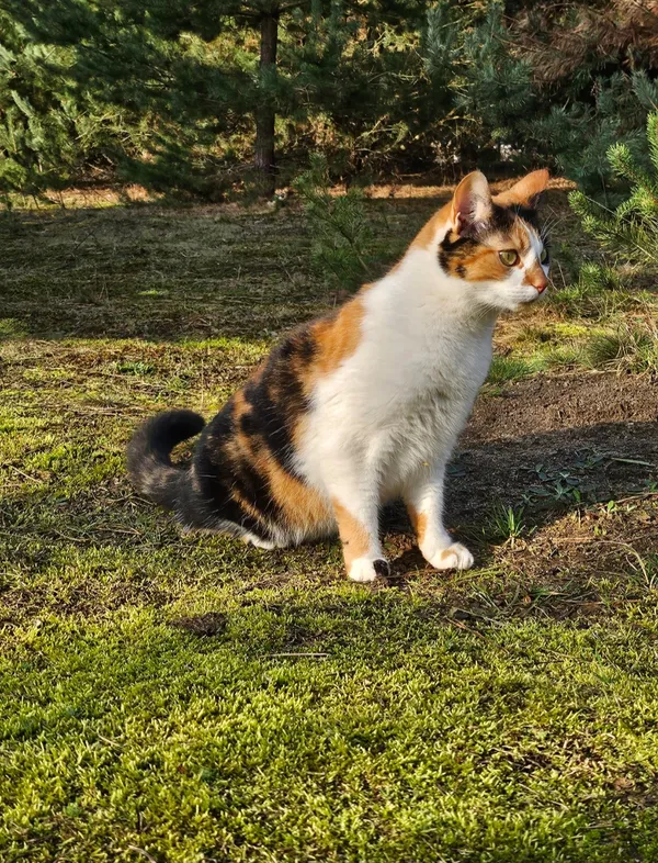 Zaginął kot, Głogowo, 22 lipca 2025 (1/2)