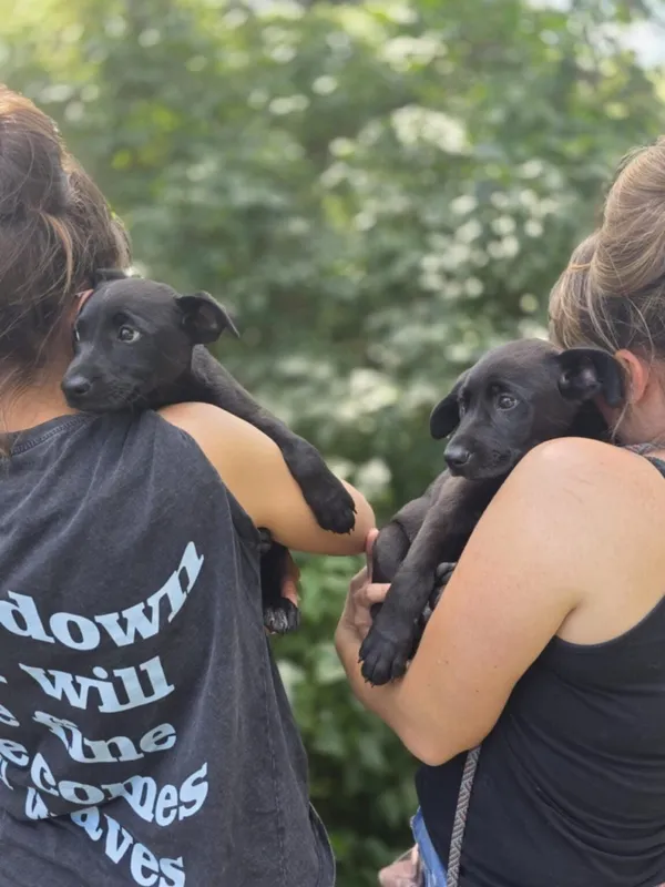 Pies do adopcji, Radom, 2 sierpnia 2025 (1/5)