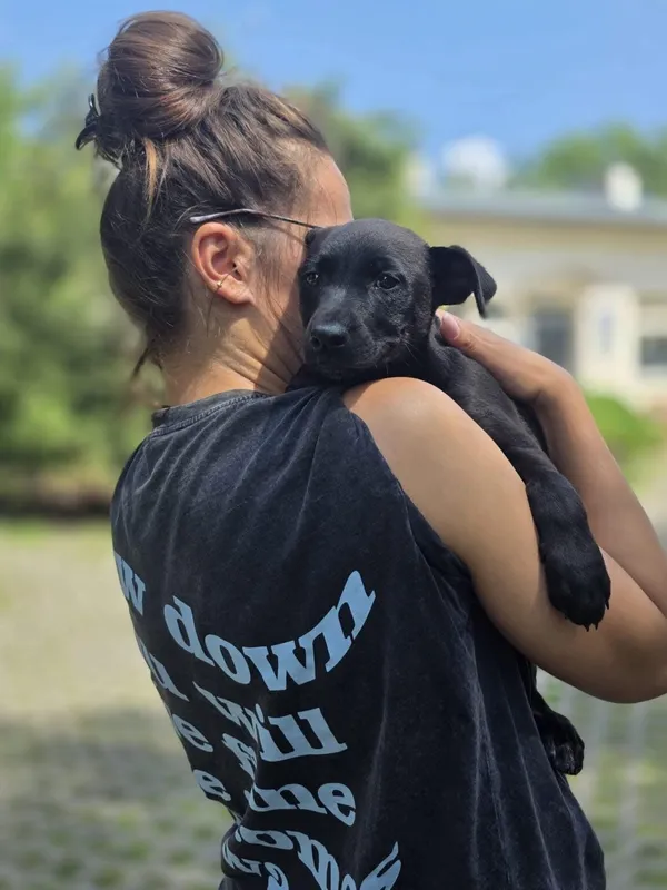 Pies do adopcji, Radom, 2 sierpnia 2025 (2/5)