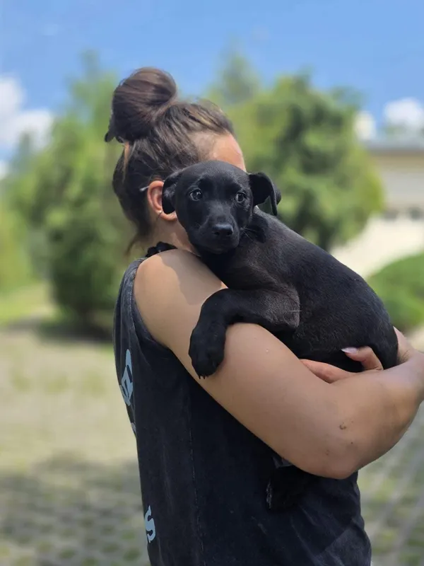 Pies do adopcji, Radom, 2 sierpnia 2025 (3/5)