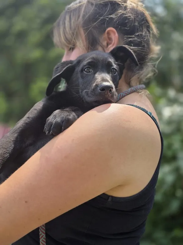 Pies do adopcji, Radom, 2 sierpnia 2025 (4/5)