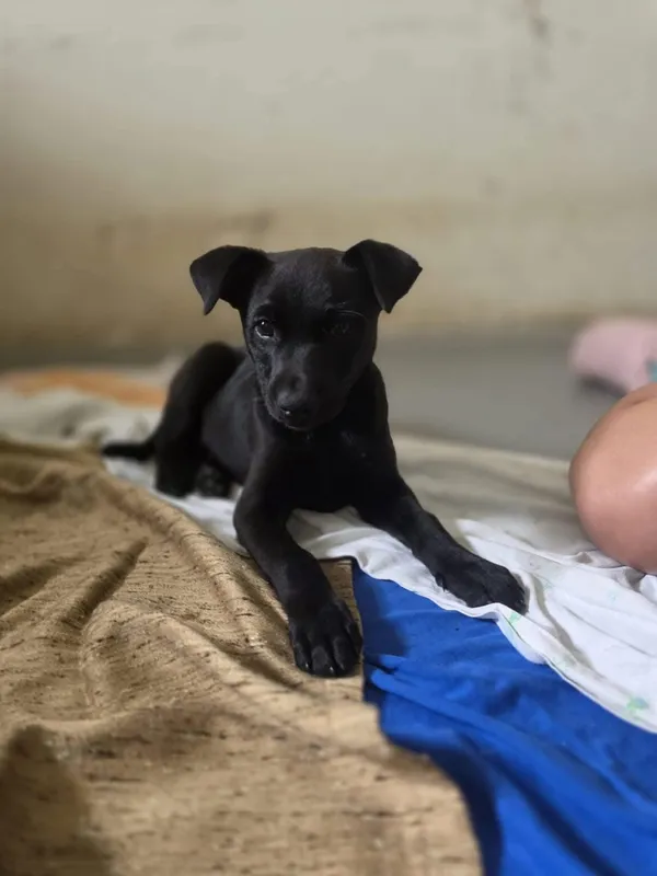 Pies do adopcji, Radom, 2 sierpnia 2025 (5/5)