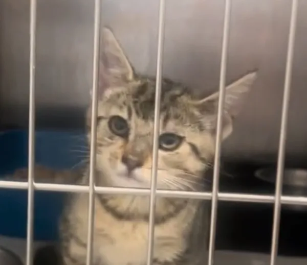 Kot do adopcji, Radom, 22 lipca 2025