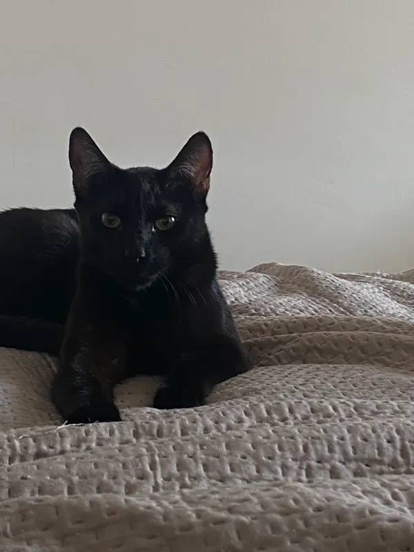 Zaginął kot, Pokój, 22 lipca 2025 (1/4)