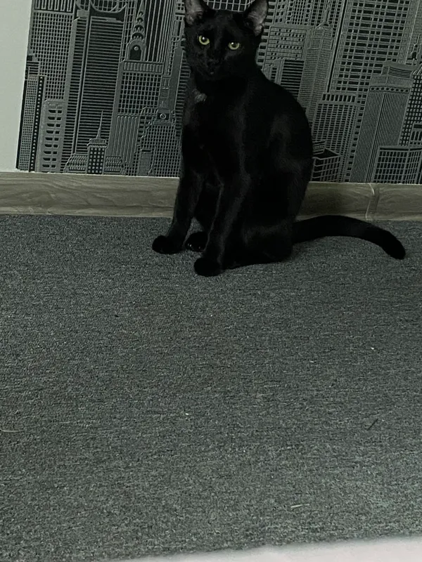 Zaginął kot, Pokój, 22 lipca 2025 (2/4)