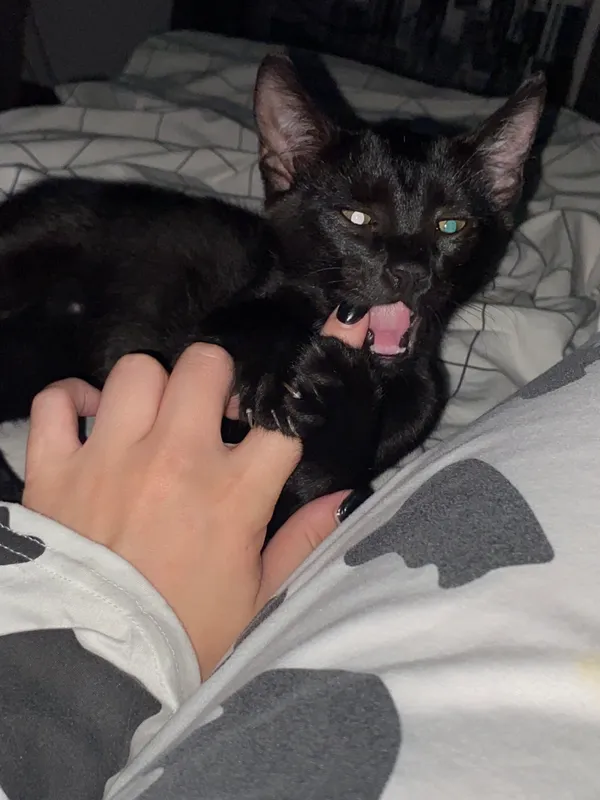 Zaginął kot, Pokój, 22 lipca 2025 (3/4)