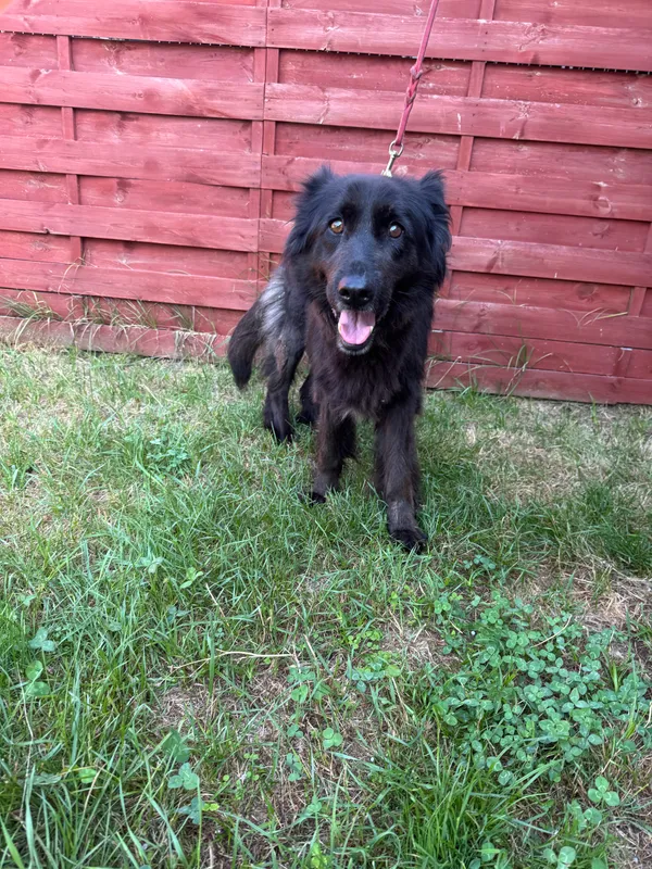 Znaleziono psa, Czartki, 21 lipca 2025