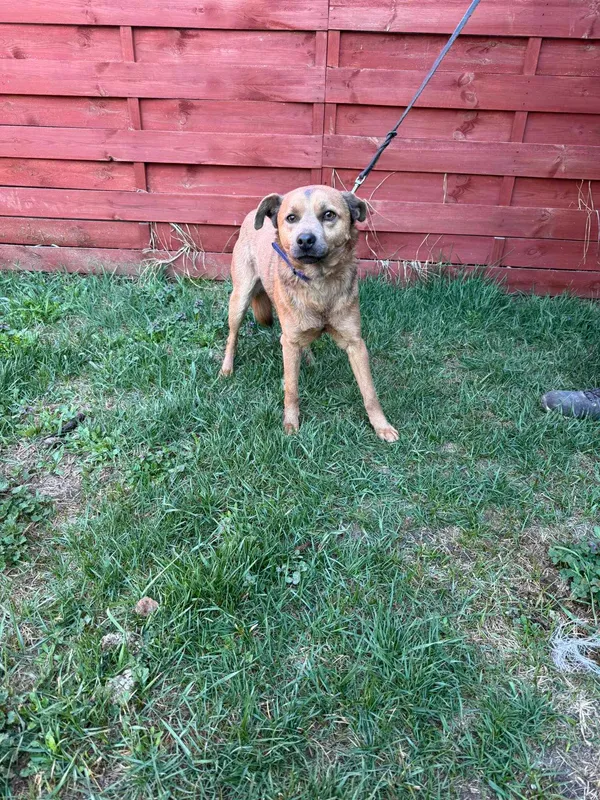 Znaleziono psa, Czartki, 21 lipca 2025