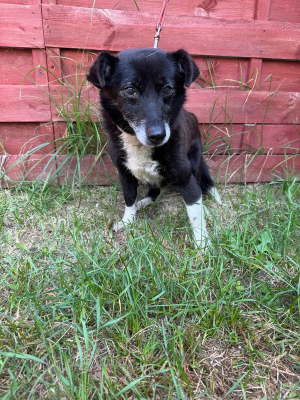 Znaleziono psa, Czartki, 21 lipca 2025