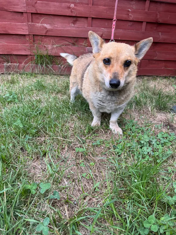 Znaleziono psa, Czartki, 21 lipca 2025