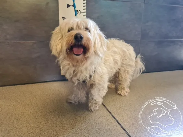 Znaleziono psa, Chełmek, 21 lipca 2025