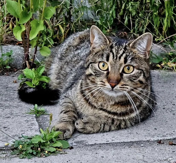 Zaginął kot, Łódź, 21 lipca 2025