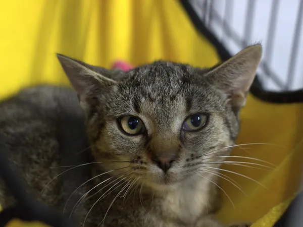 Znaleziono kota, Sosnowiec, 21 lipca 2025 (1/2)