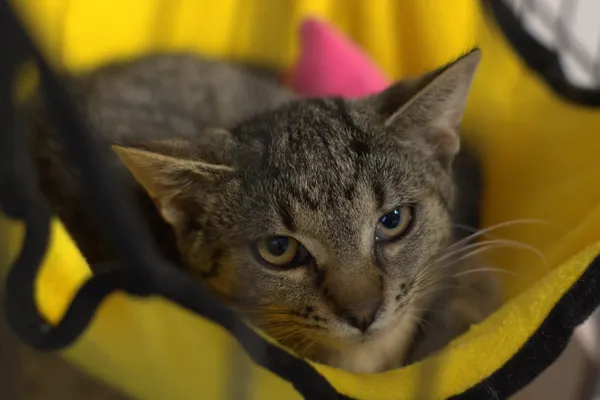 Znaleziono kota, Sosnowiec, 21 lipca 2025 (2/2)