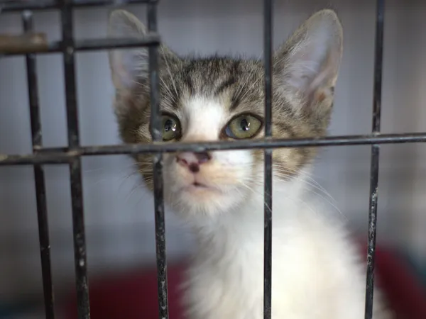 Znaleziono kota, Sosnowiec, 18 lipca 2025 (1/3)