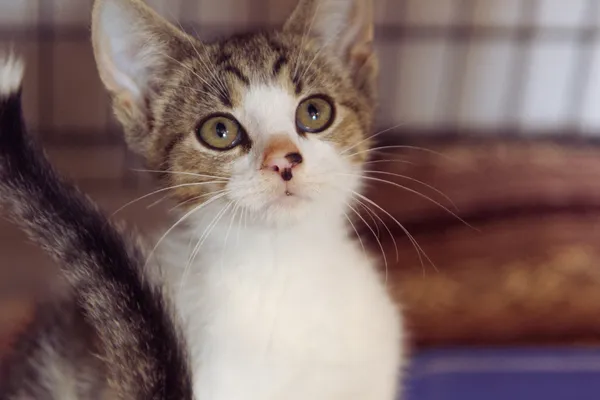 Znaleziono kota, Sosnowiec, 18 lipca 2025 (2/3)