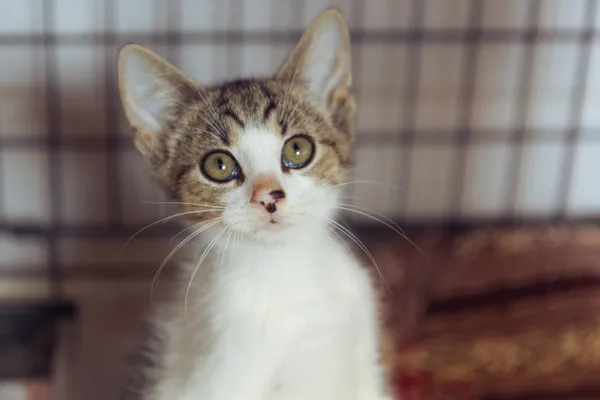 Znaleziono kota, Sosnowiec, 18 lipca 2025 (3/3)