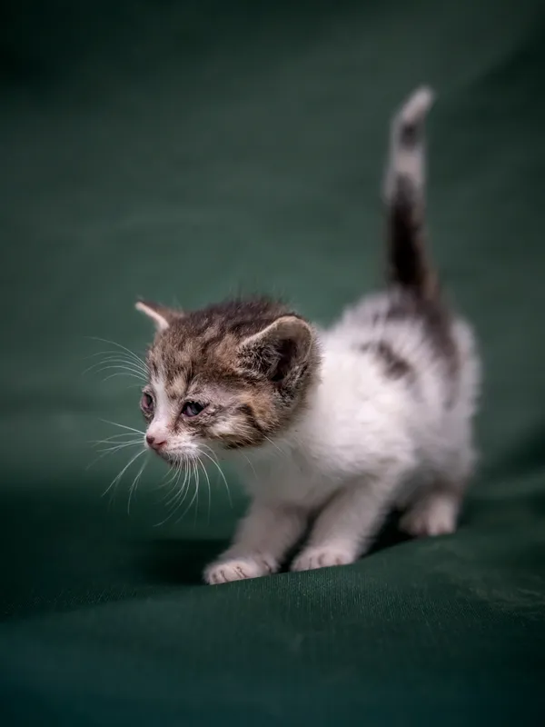 Znaleziono kota, Sosnowiec, 18 lipca 2025 (1/3)