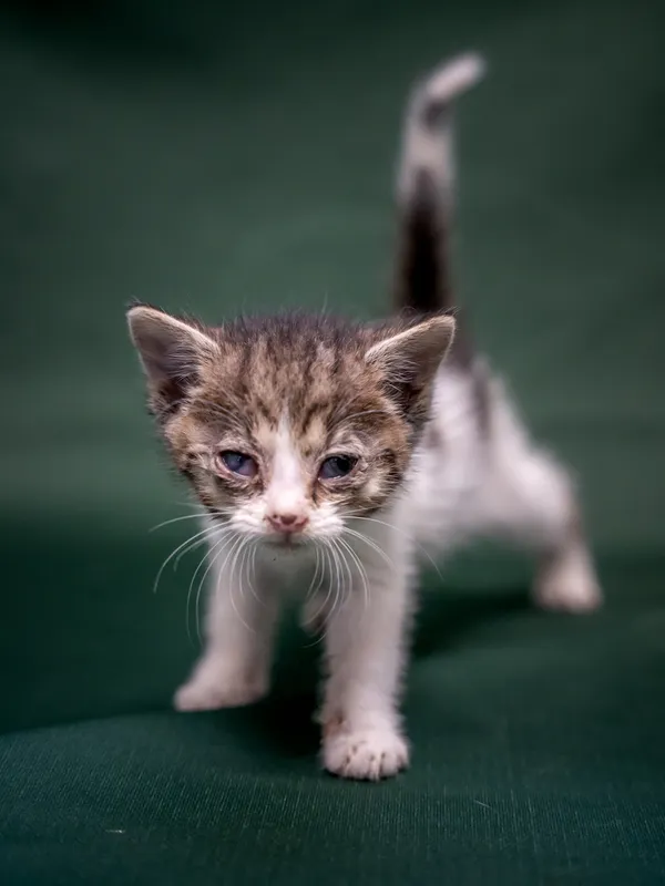 Znaleziono kota, Sosnowiec, 18 lipca 2025 (2/3)