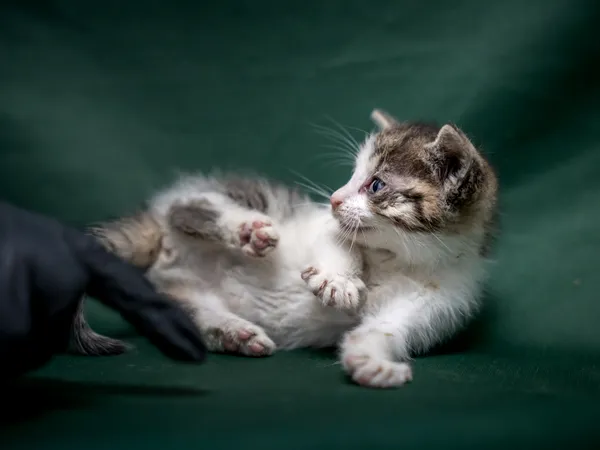 Znaleziono kota, Sosnowiec, 18 lipca 2025 (3/3)