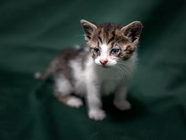 Znaleziono kota, Sosnowiec, 18 lipca 2025 (1/3)