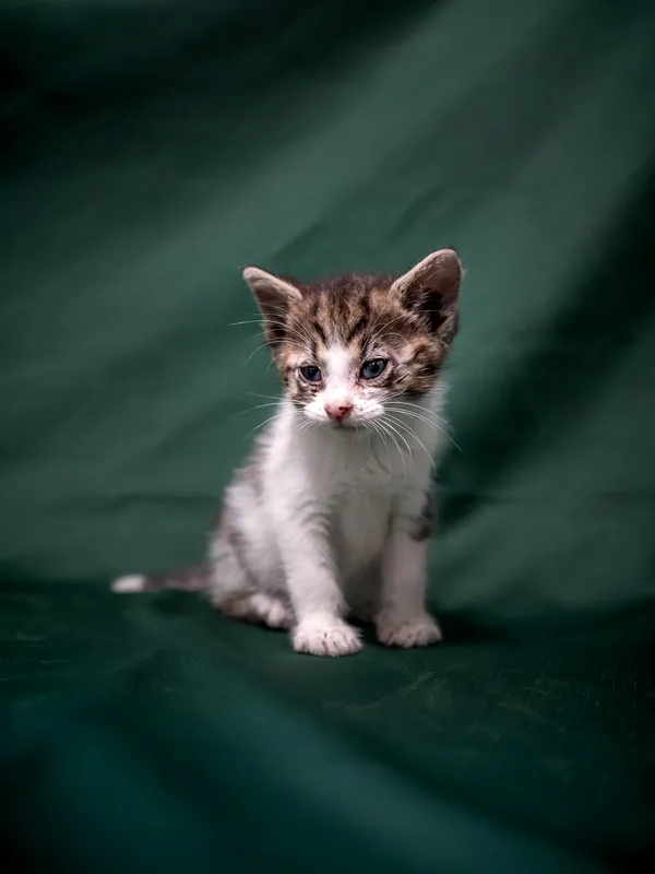 Znaleziono kota, Sosnowiec, 18 lipca 2025 (2/3)