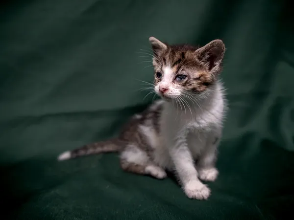 Znaleziono kota, Sosnowiec, 18 lipca 2025 (3/3)