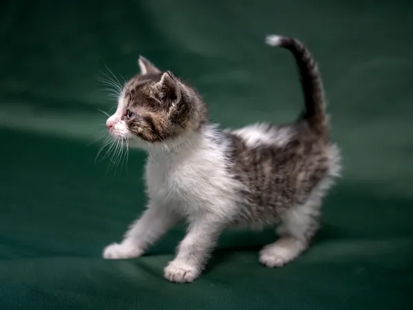 Znaleziono kota, Sosnowiec, 18 lipca 2025 (2/5)