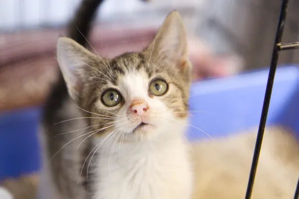 Znaleziono kota, Sosnowiec, 18 lipca 2025 (5/5)