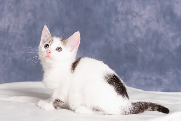 Kot do adopcji, Gdańsk, 22 lipca 2025