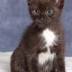 Kot do adopcji