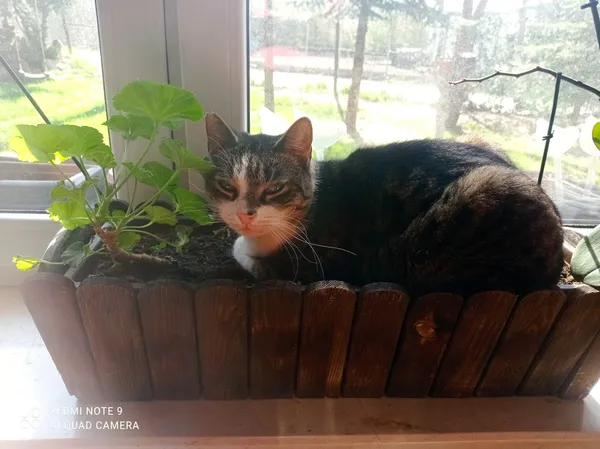 Zaginął kot, Odoje, 22 lipca 2025 (1/3)