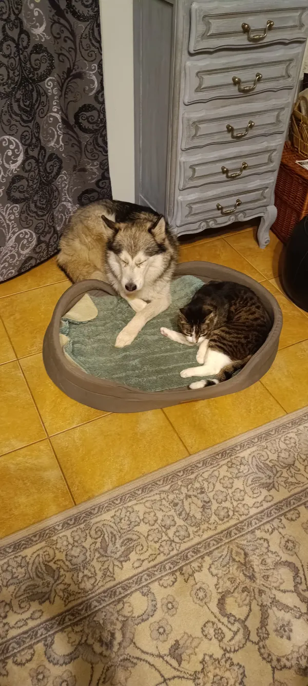 Zaginął kot, Odoje, 22 lipca 2025 (2/3)