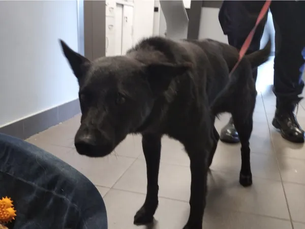 Znaleziono psa, Bydgoszcz, 19 lipca 2025