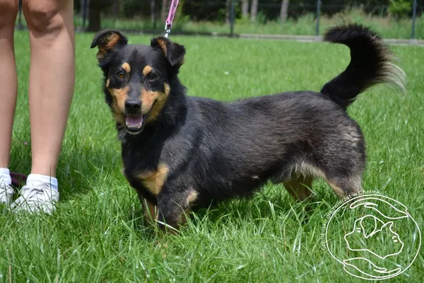 Pies do adopcji, Chełmek, 27 czerwca 2025