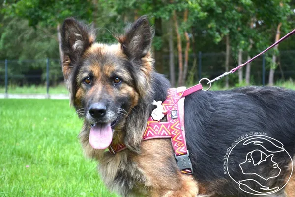 Pies do adopcji, Chełmek, 26 czerwca 2025