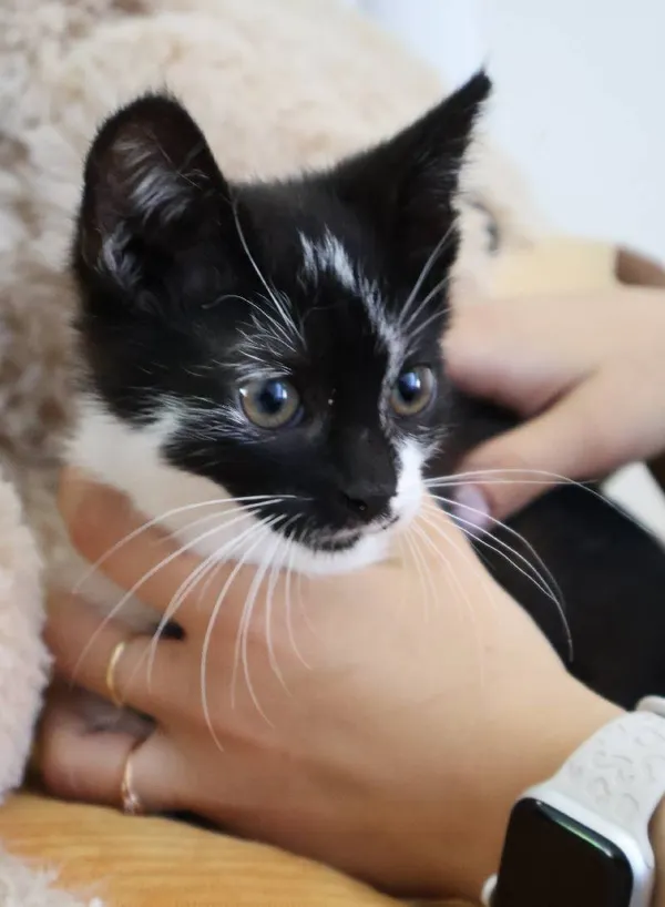 Znaleziono kota, Łódź, 22 lipca 2025 (1/3)