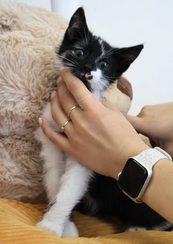 Znaleziono kota, Łódź, 22 lipca 2025 (2/3)