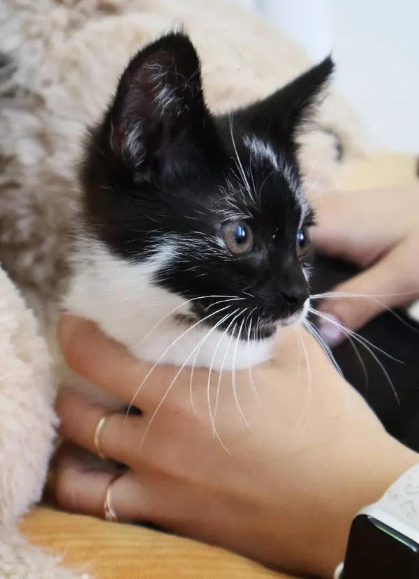 Znaleziono kota, Łódź, 22 lipca 2025 (3/3)