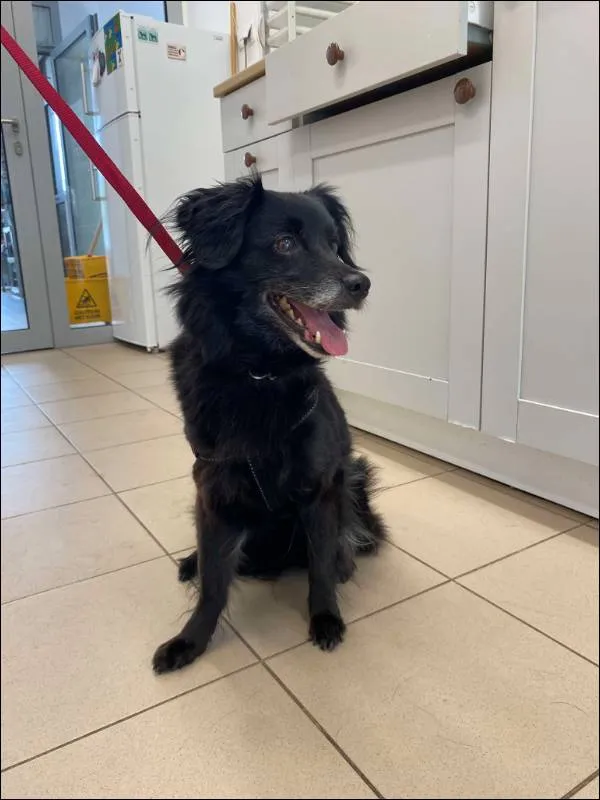 Znaleziono psa, Grudziądz, 22 lipca 2025