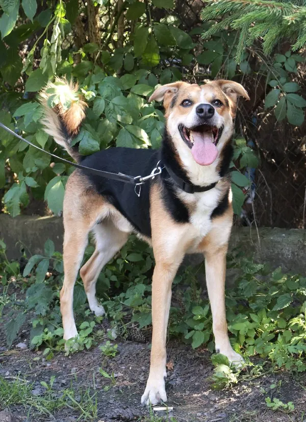 Znaleziono psa, Łódź, 22 lipca 2025 (5/5)