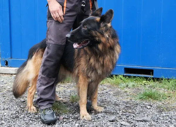 Znaleziono psa, Łódź, 21 lipca 2025 (1/5)