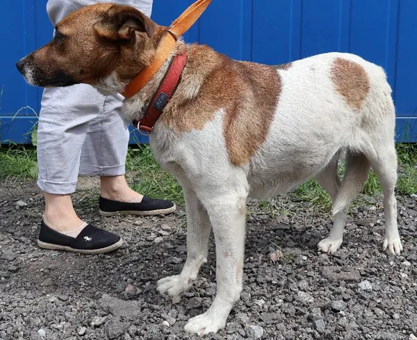 Znaleziono psa, Łódź, 4 lipca 2025 (1/2)