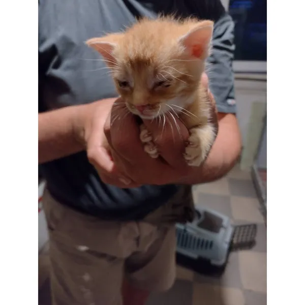 Znaleziono kota, Białystok, 19 lipca 2025