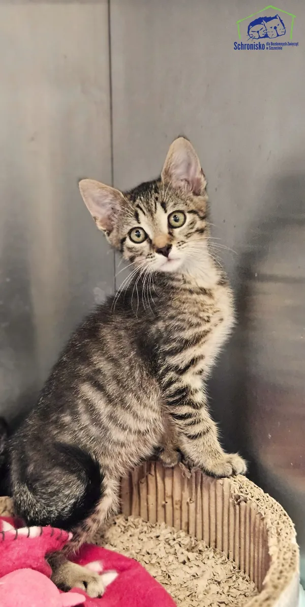 Kot do adopcji, Szczecin, 19 lipca 2025 (1/2)