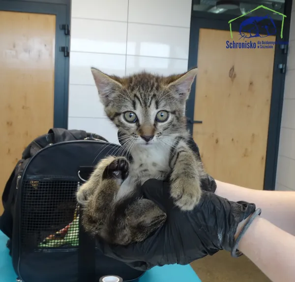 Kot do adopcji, Szczecin, 19 lipca 2025 (2/2)