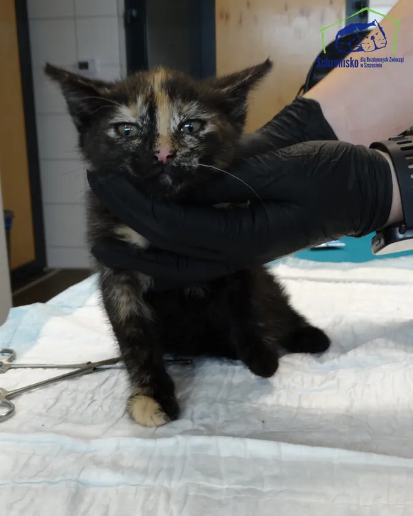 Kot do adopcji, Szczecin, 22 lipca 2025