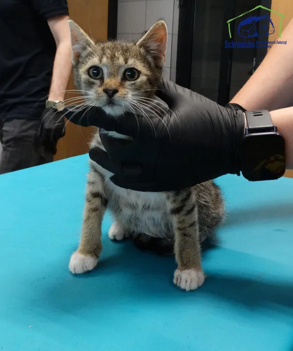 Kot do adopcji, Szczecin, 21 lipca 2025