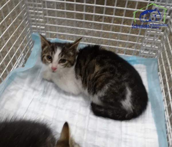 Kot do adopcji, Szczecin, 21 lipca 2025