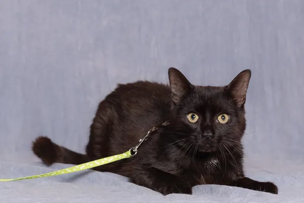 Kot do adopcji, Gdańsk, 20 czerwca 2025